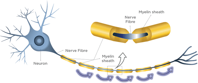 neuron brain